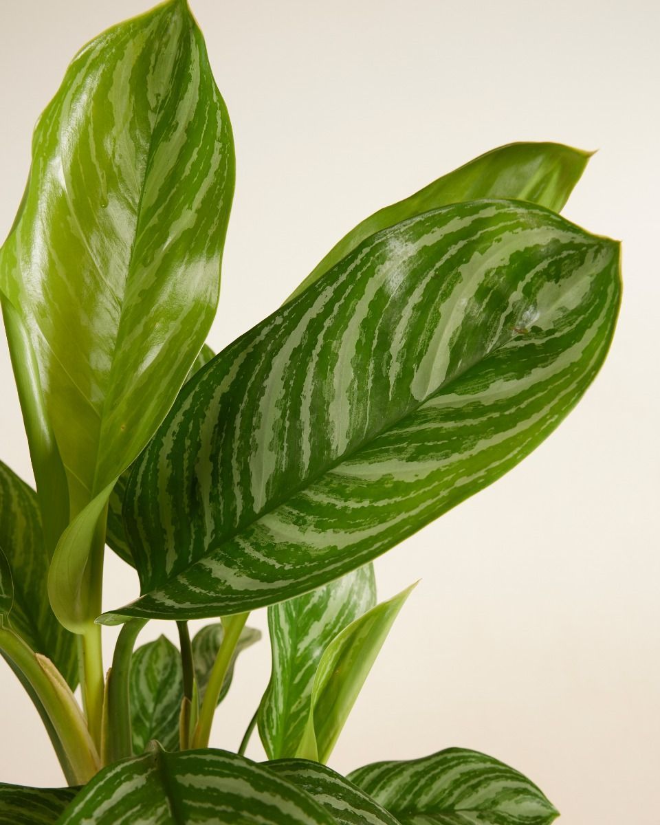 Aglaonema Kolbenfaden Stripes