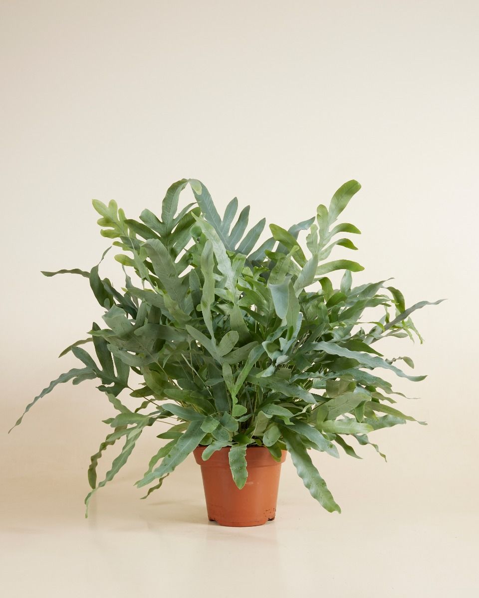 Phlebodium Blaufarn Aureum Blue Star
