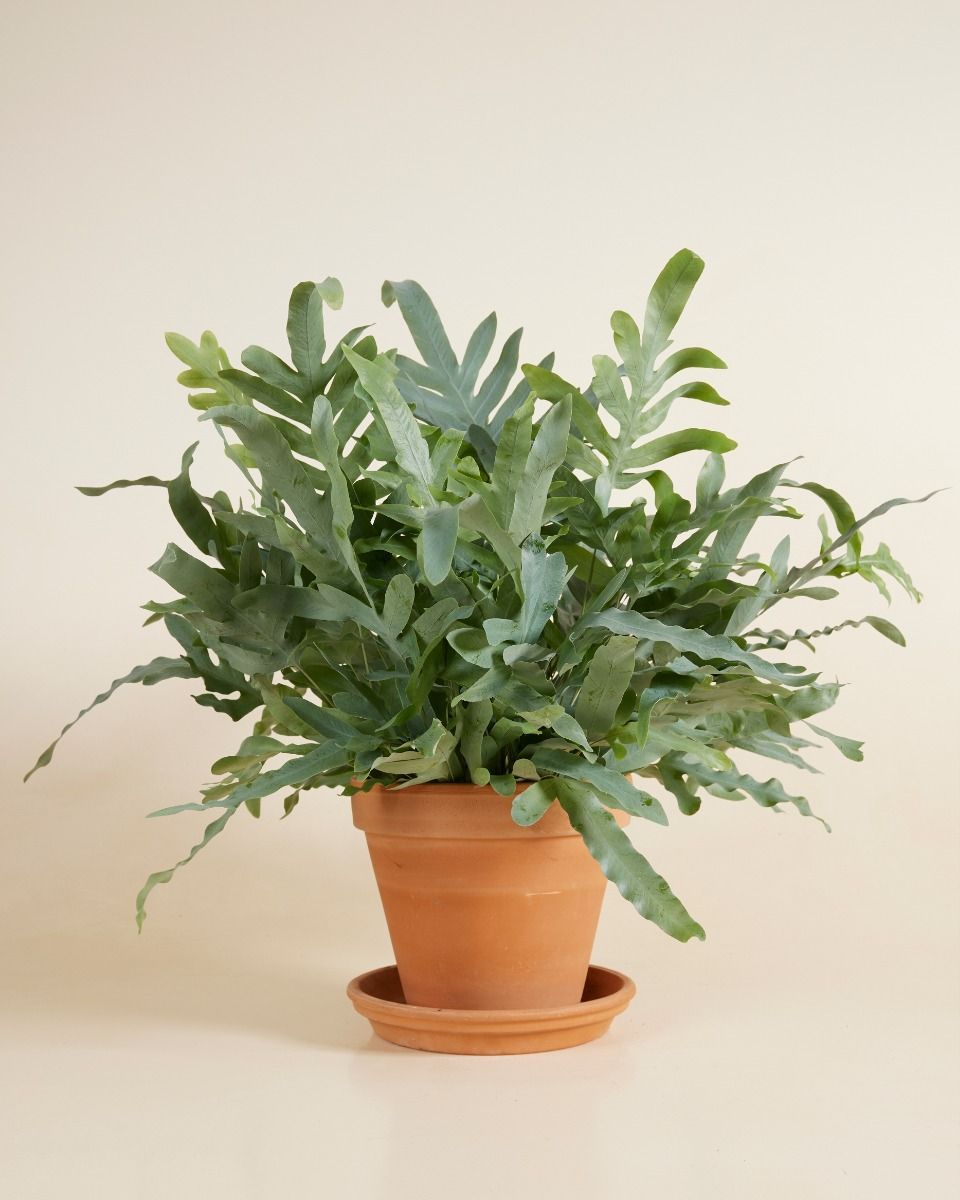 Phlebodium Blaufarn Aureum Blue Star