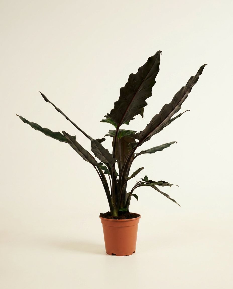 Alocasia Pfeilblätter Lauterbachiana