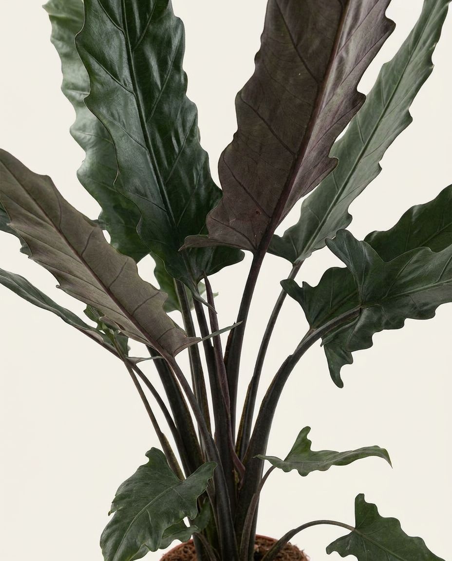 Alocasia Pfeilblätter Lauterbachiana