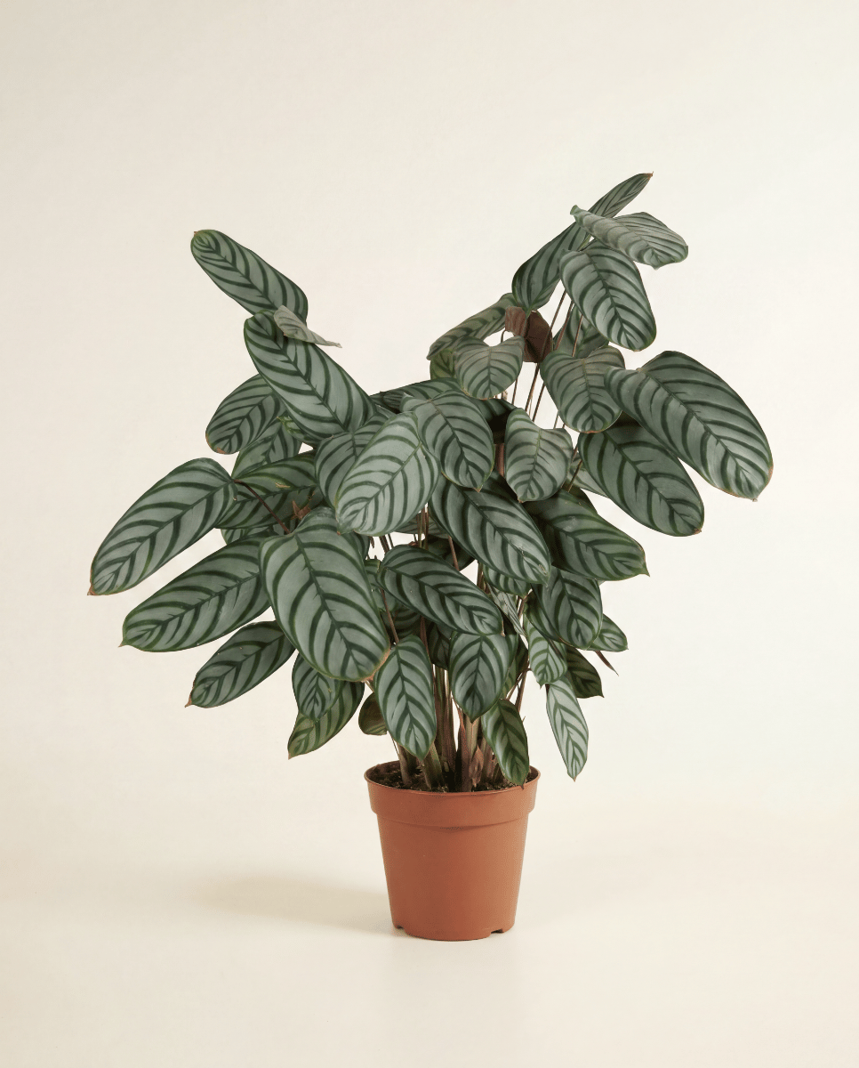 Calathea Pfeilwurz Compactstar