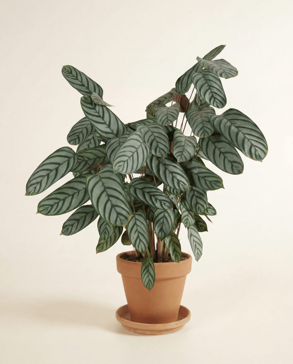 Calathea Pfeilwurz Compactstar