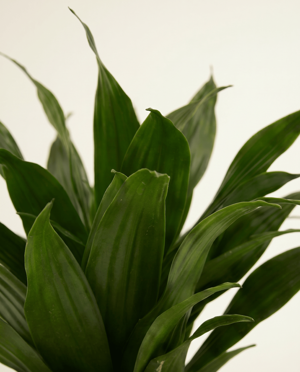 Dracaena Drachenbäume Compacta