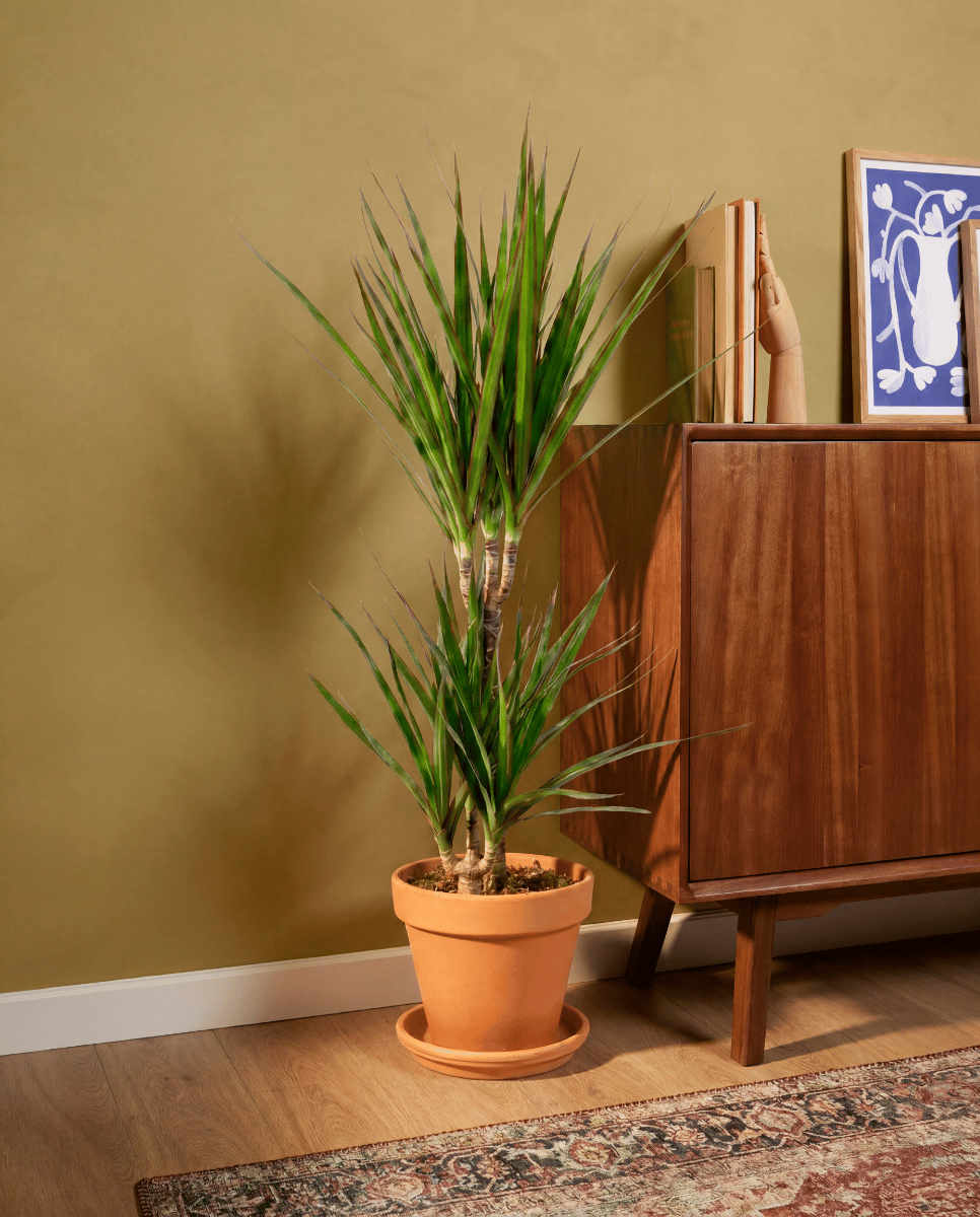 Dracaena Drachenbäume Marginata