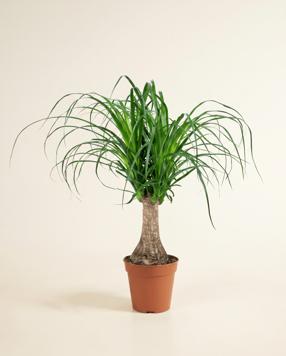 Beaucarnea Elefantenfuß Recurvata