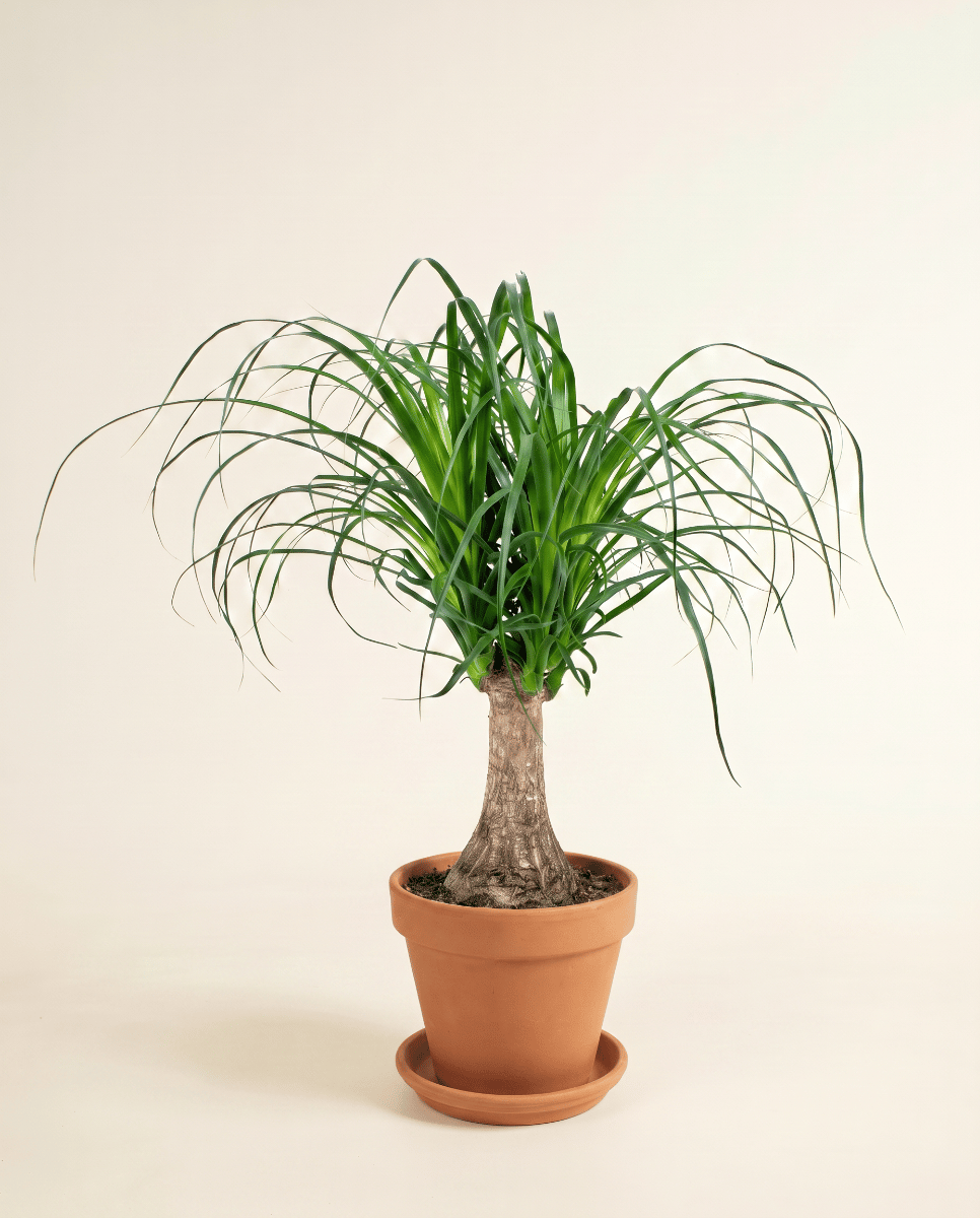 Beaucarnea Elefantenfuß Recurvata