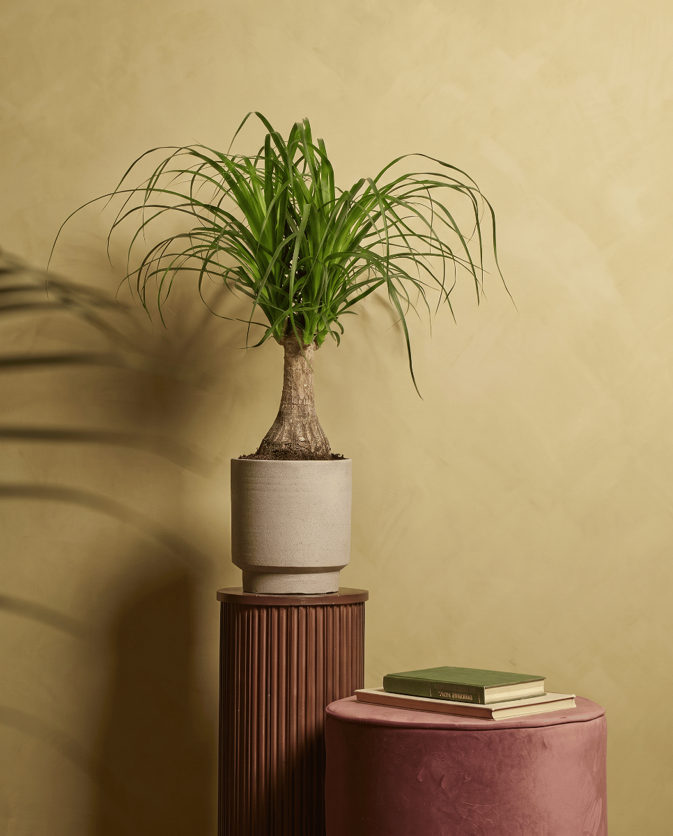 Beaucarnea Elefantenfuß Recurvata