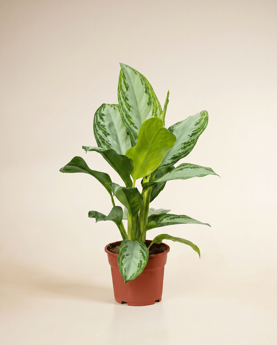 Aglaonema Kolbenfaden Silver Bay