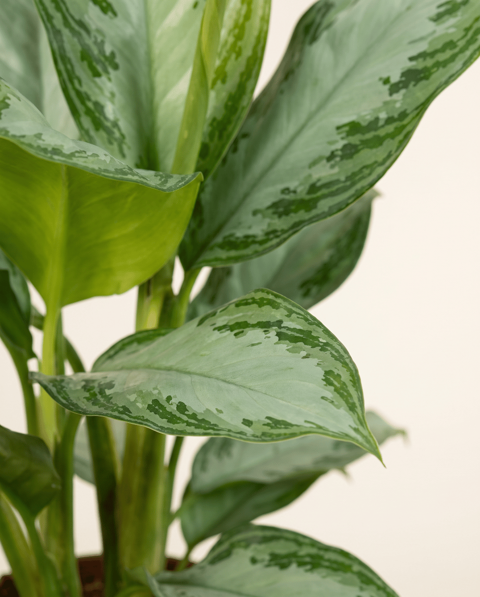 Aglaonema Kolbenfaden Silver Bay