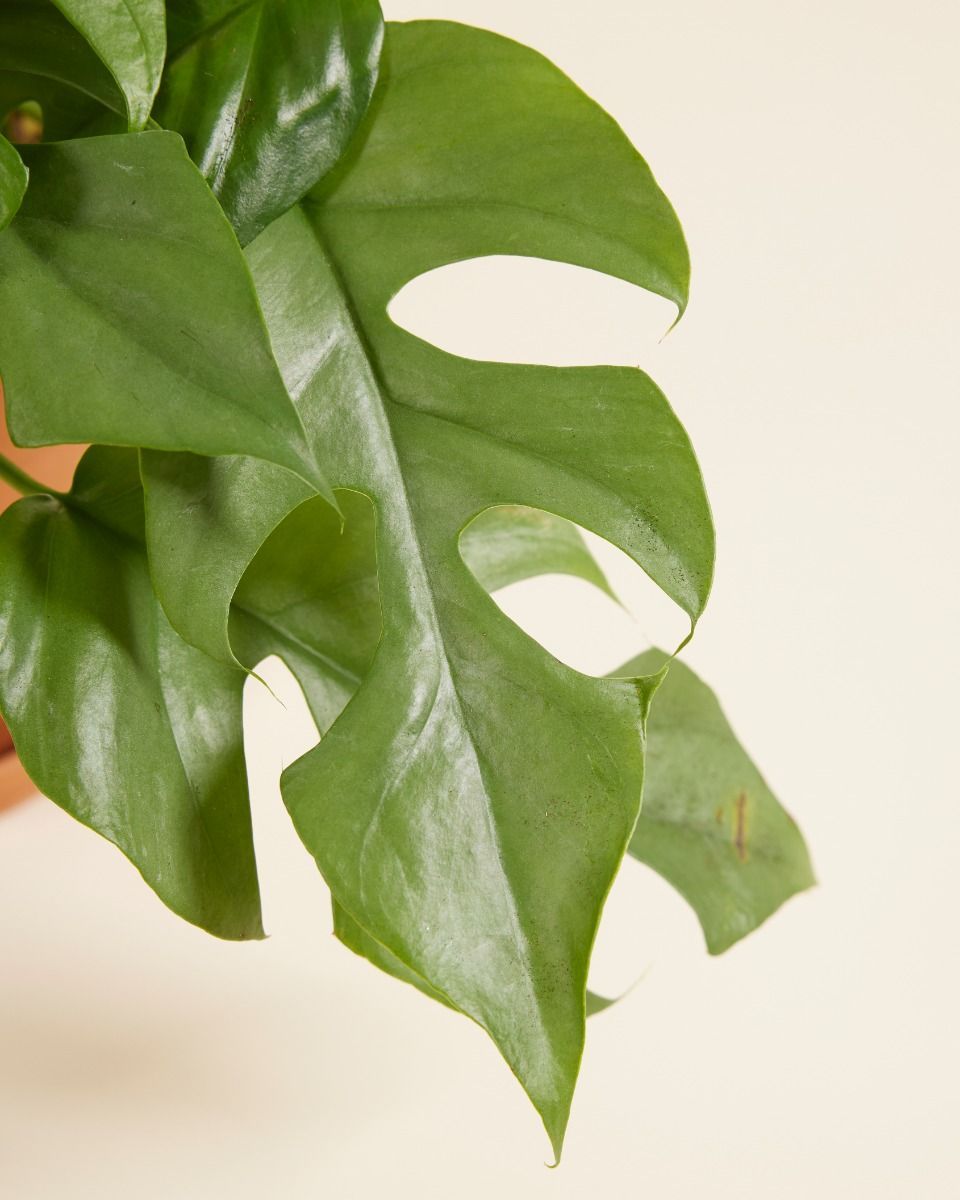 Rhaphidophora Mini Monstera