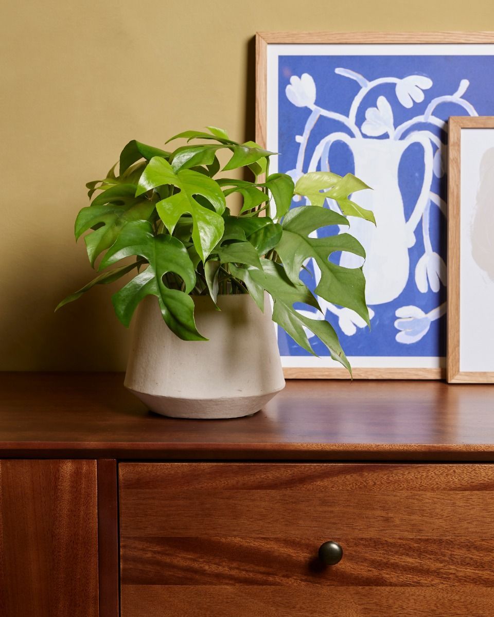 Rhaphidophora Mini Monstera