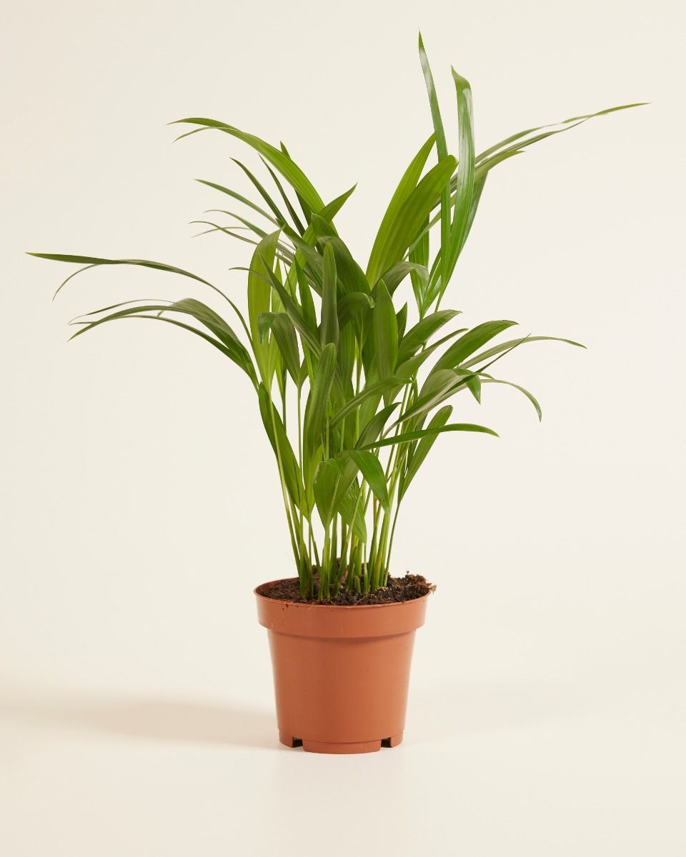 Dypsis Goldfruchtpalme Lutescens