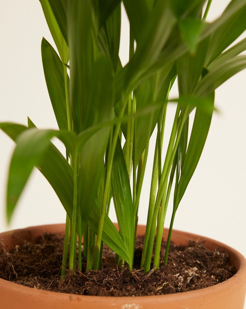 Dypsis Goldfruchtpalme Lutescens
