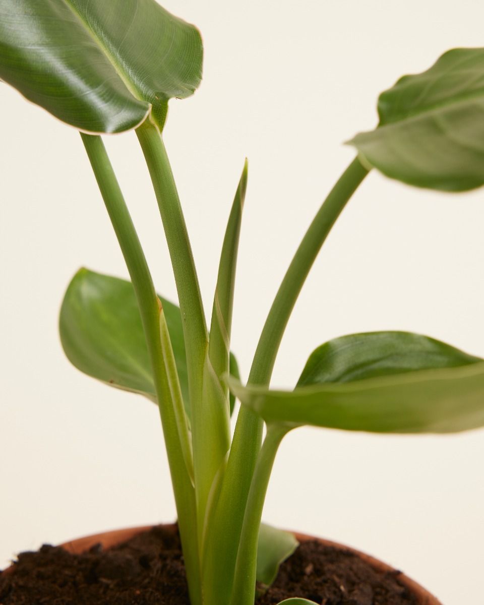 Strelitzia Reginae Paradiesvogelblume  Paradiesvogelblume