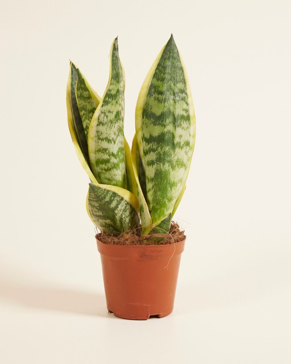Sansevieria Futura Superba Bogenhanf