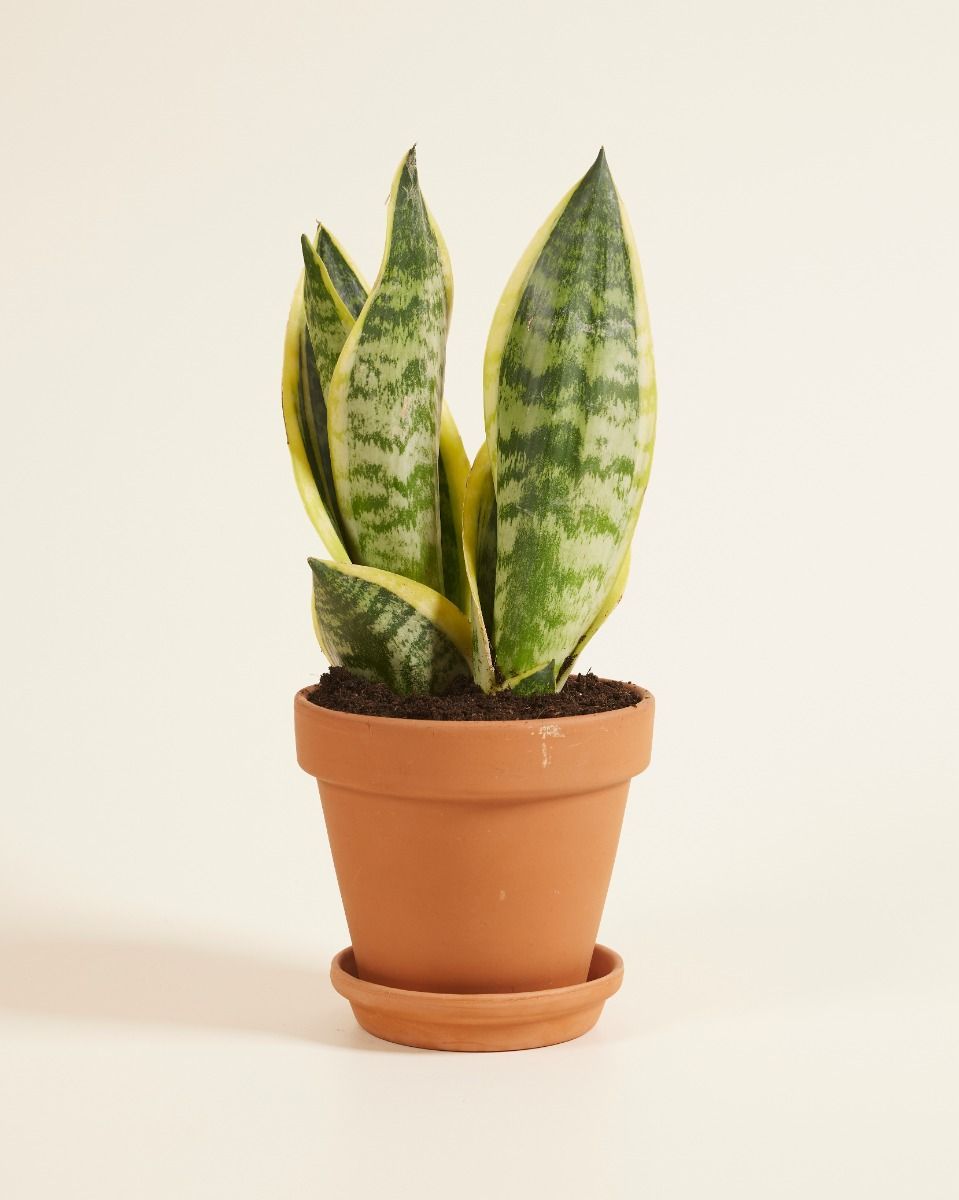 Sansevieria Futura Superba Bogenhanf