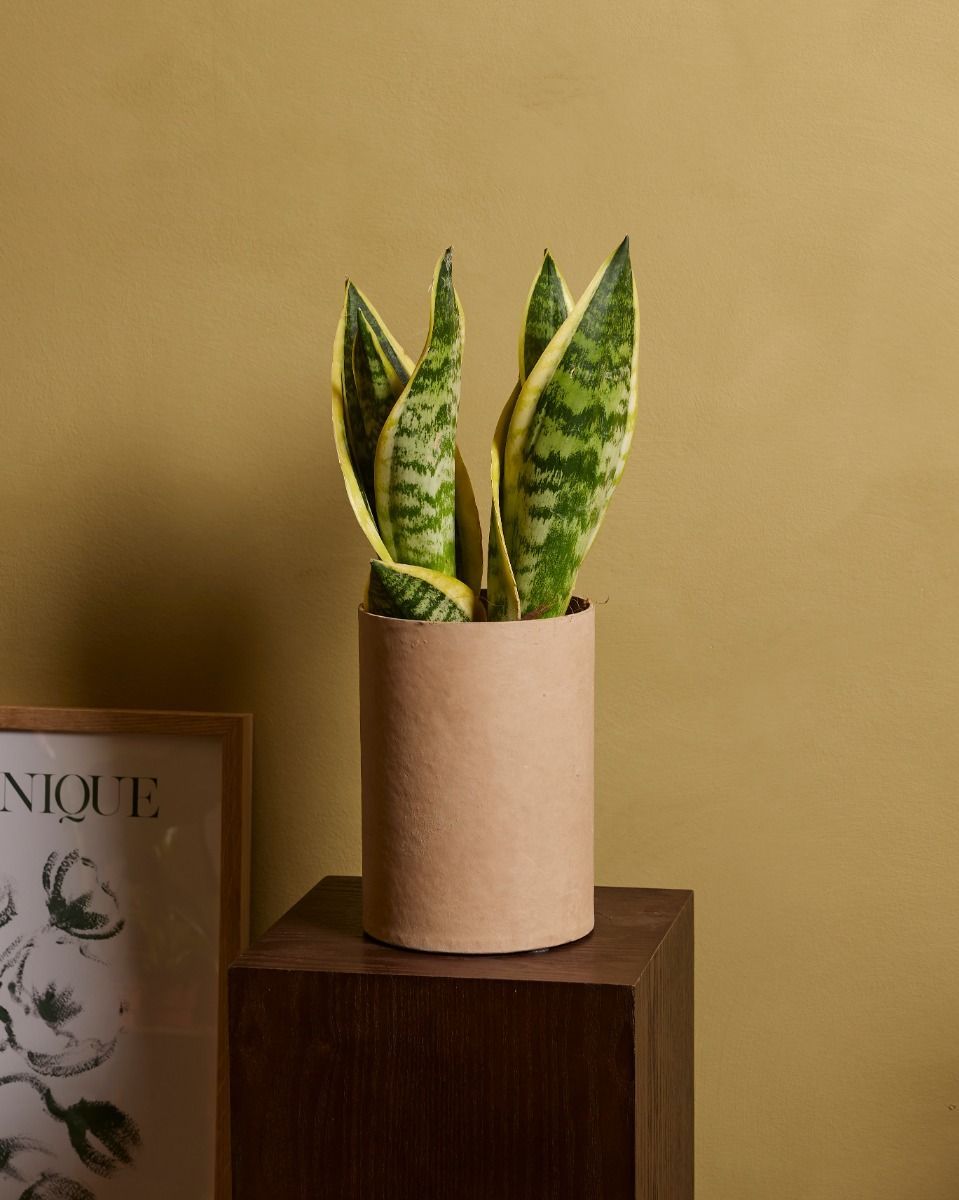 Sansevieria Futura Superba Bogenhanf