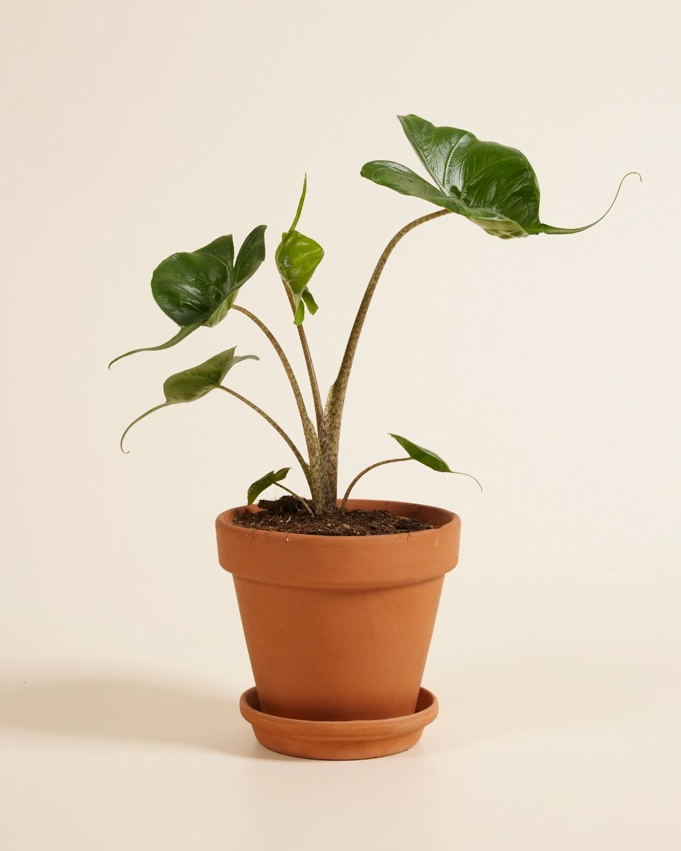 Alocasia Elefantenohr Stingray