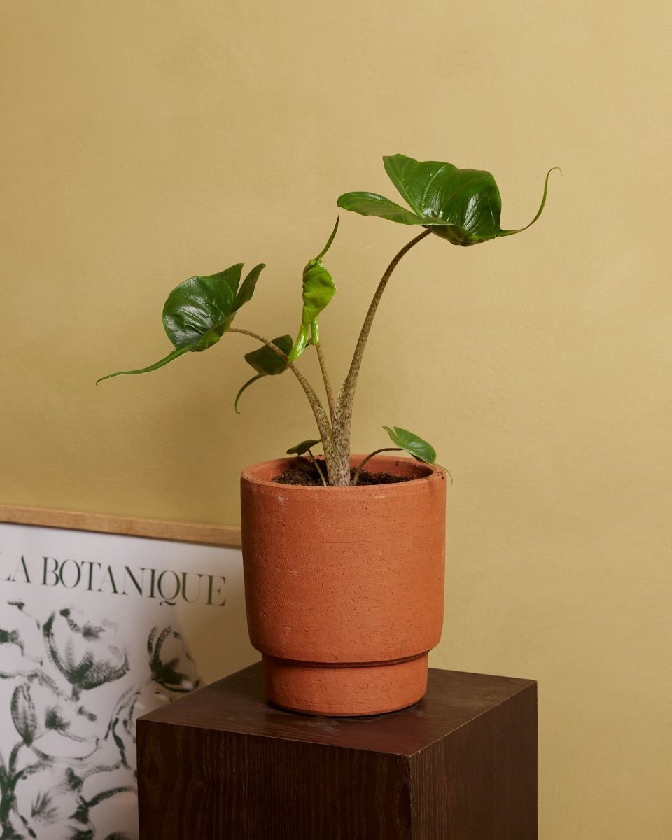 Alocasia Elefantenohr Stingray