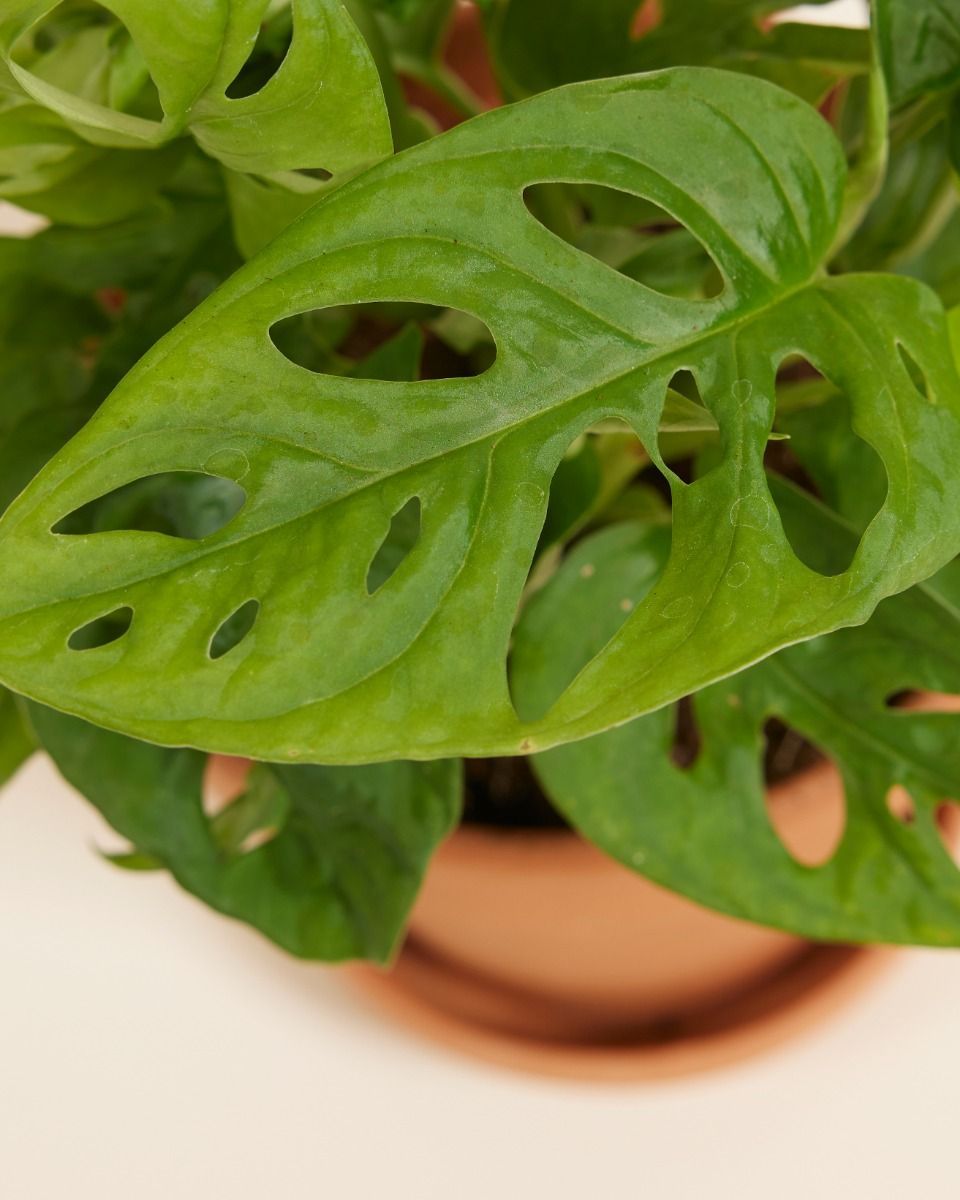 Monstera Adansonii Fensterblatt Monkey Mask
