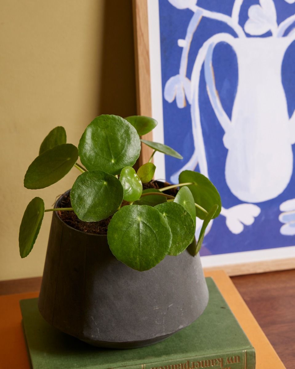 Pilea Peperomioides Ufopflanze Pfannkuchenpflanze