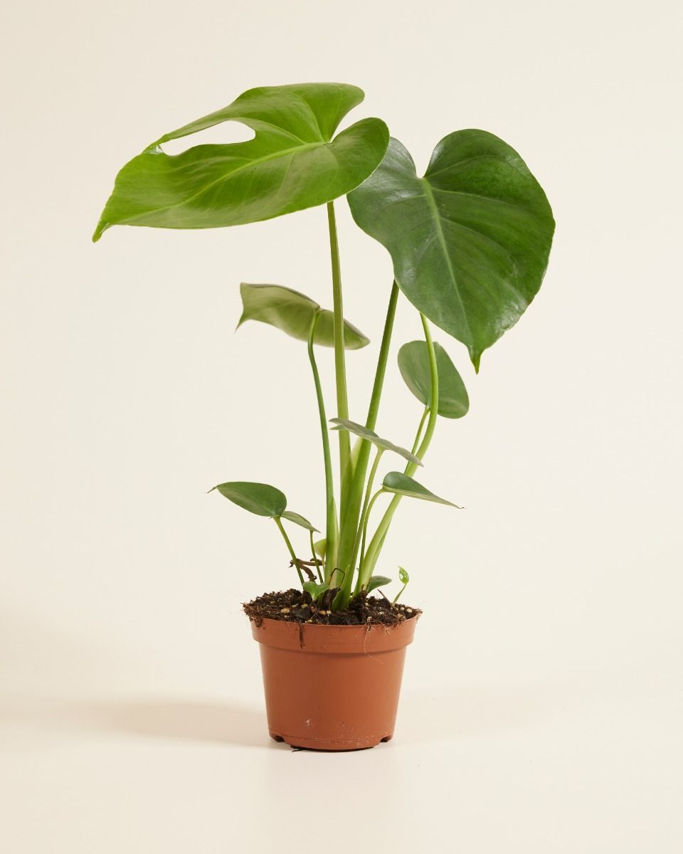 Monstera Deliciosa Fensterblatt Fensterblatt