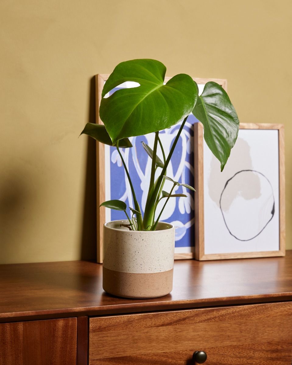 Monstera Deliciosa Fensterblatt Fensterblatt