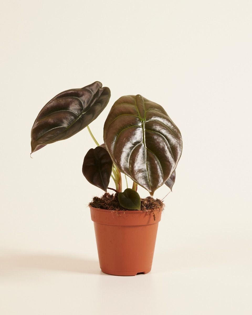 Alocasia Elefantenohr Red Secret