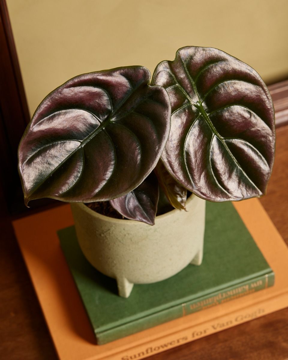 Alocasia Elefantenohr Red Secret