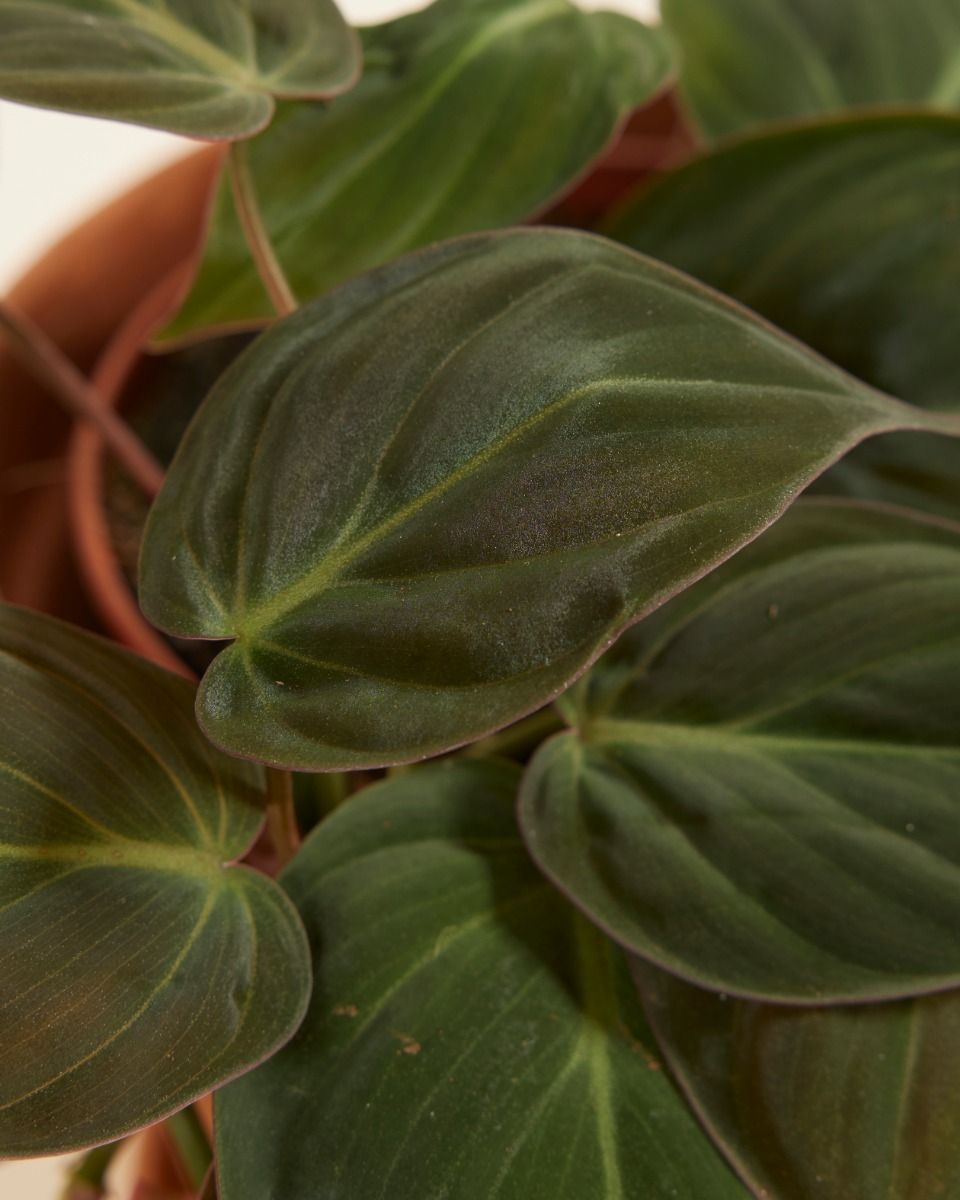 Philodendron Baumfreund Scandens Micans