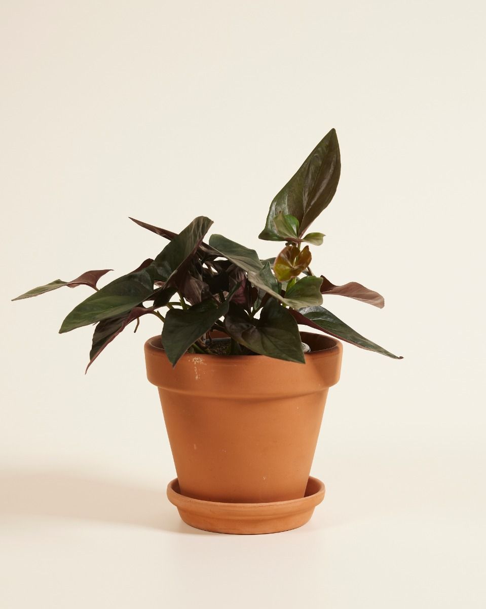 Syngonium Arrowhead Red Arrow