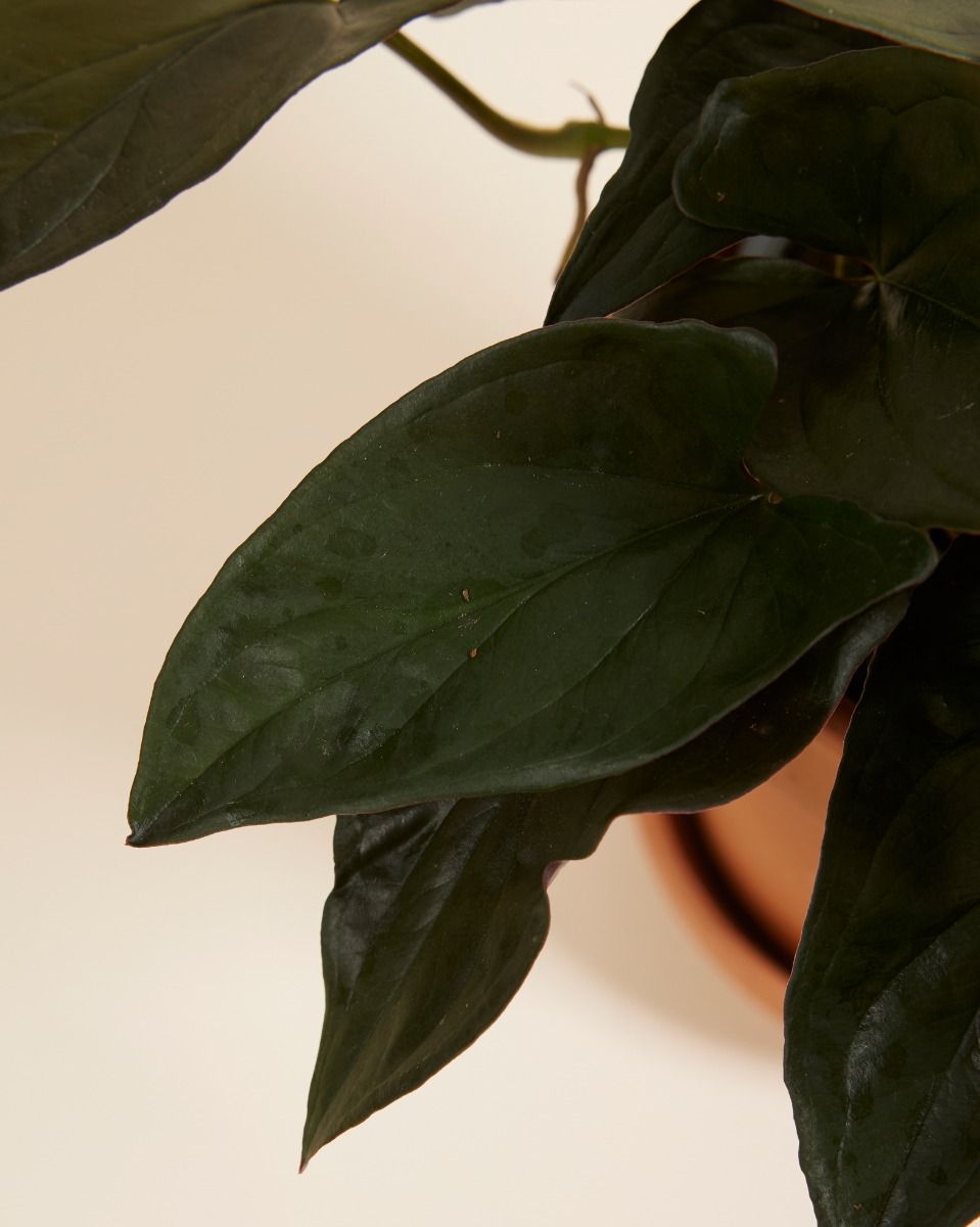 Syngonium Arrowhead Red Arrow