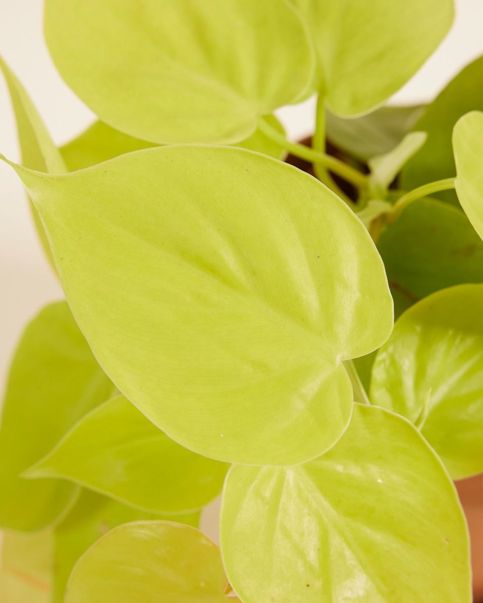 Philodendron Baumfreund Micans Lime