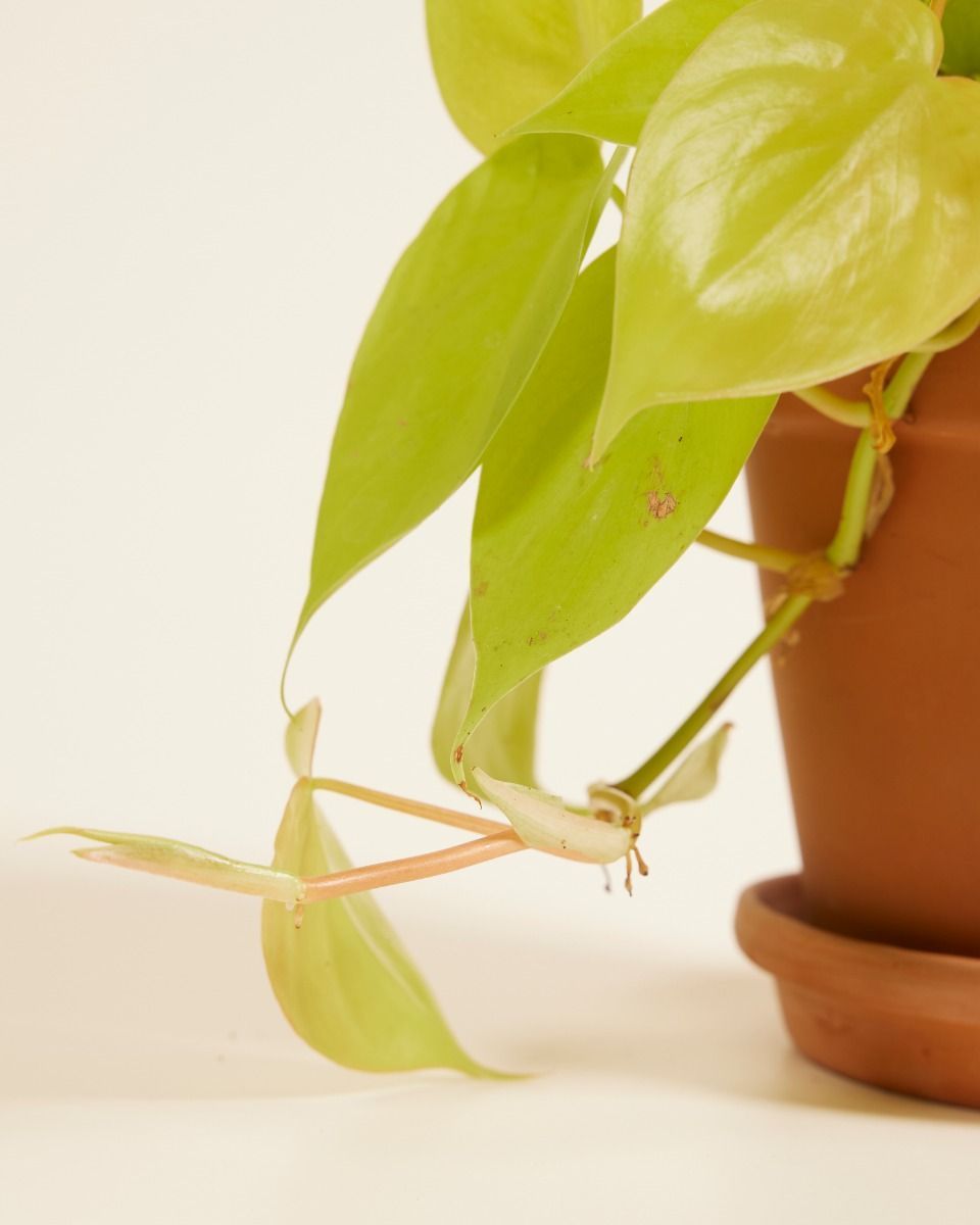 Philodendron Baumfreund Micans Lime