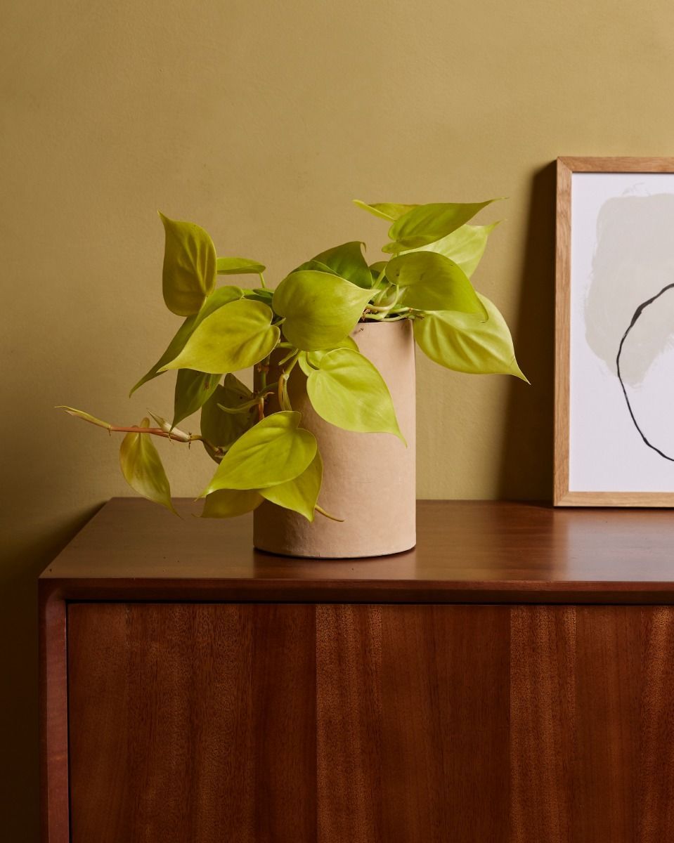 Philodendron Baumfreund Micans Lime