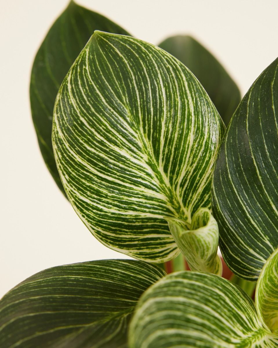 Philodendron Baumfreund Birkin