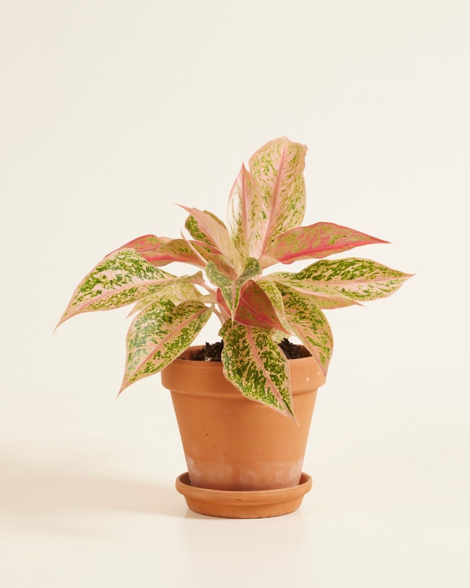 Aglaonema Kolbenfaden Prosperity