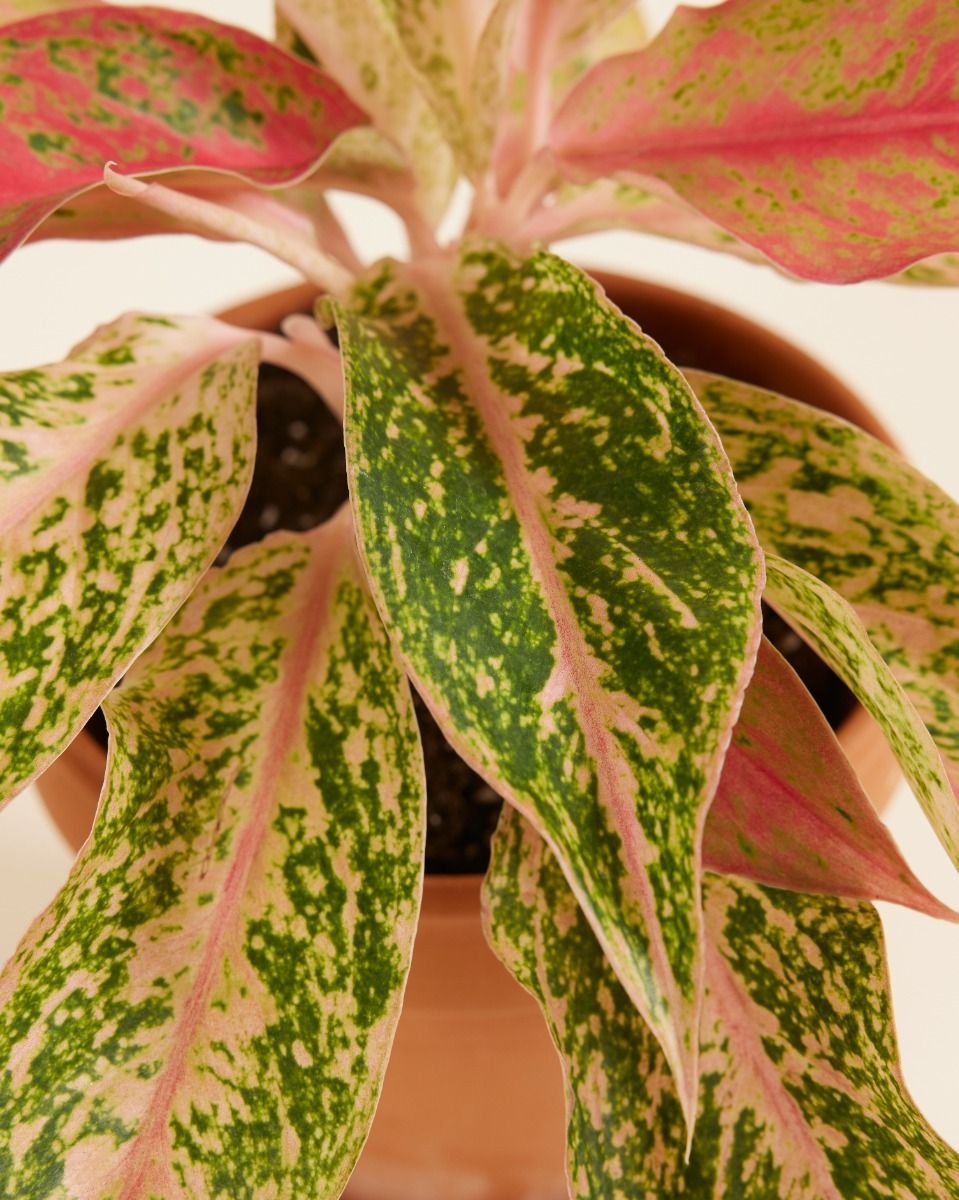 Aglaonema Kolbenfaden Prosperity
