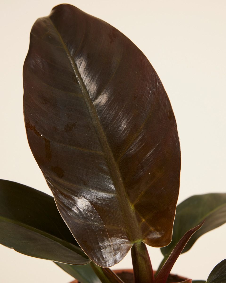 Philodendron Baumfreund Imperial Red