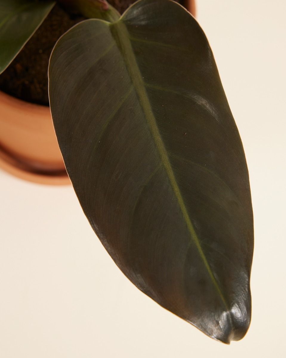 Philodendron Baumfreund Imperial Red