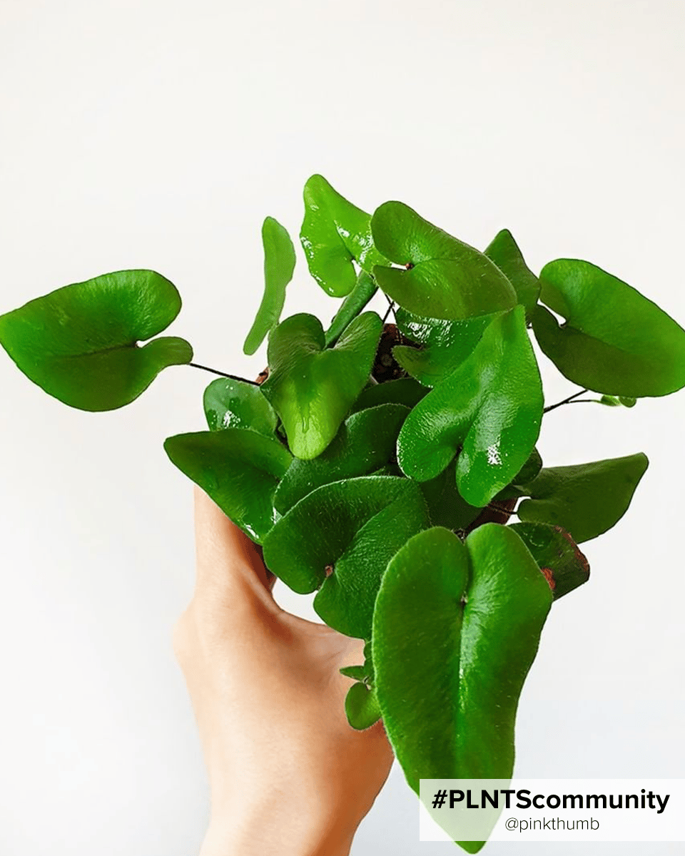 Hemionitis Heart Fern Arifolia