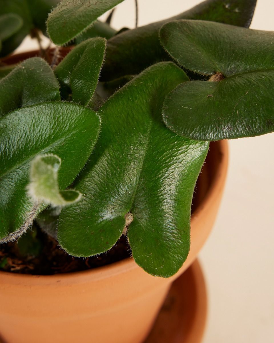 Hemionitis Heart Fern Arifolia
