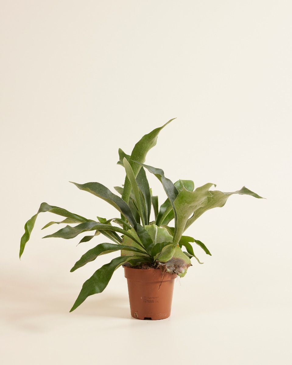 Platycerium Geweihfarn Bifurcatum