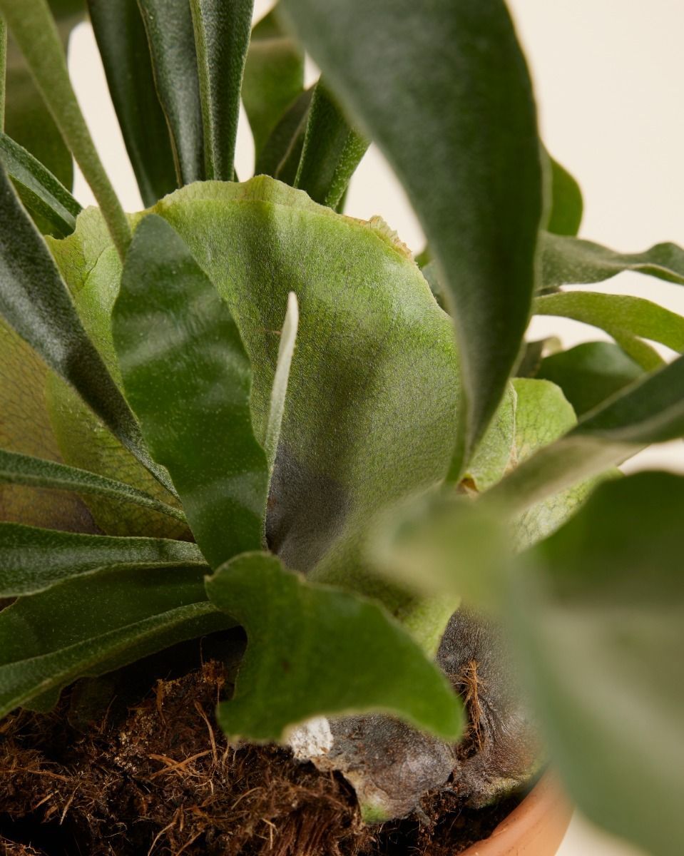 Platycerium Geweihfarn Bifurcatum