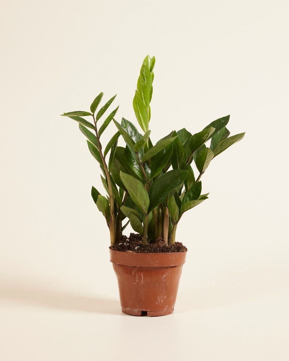 Zamioculcas Glücksfeder Zamiifolia