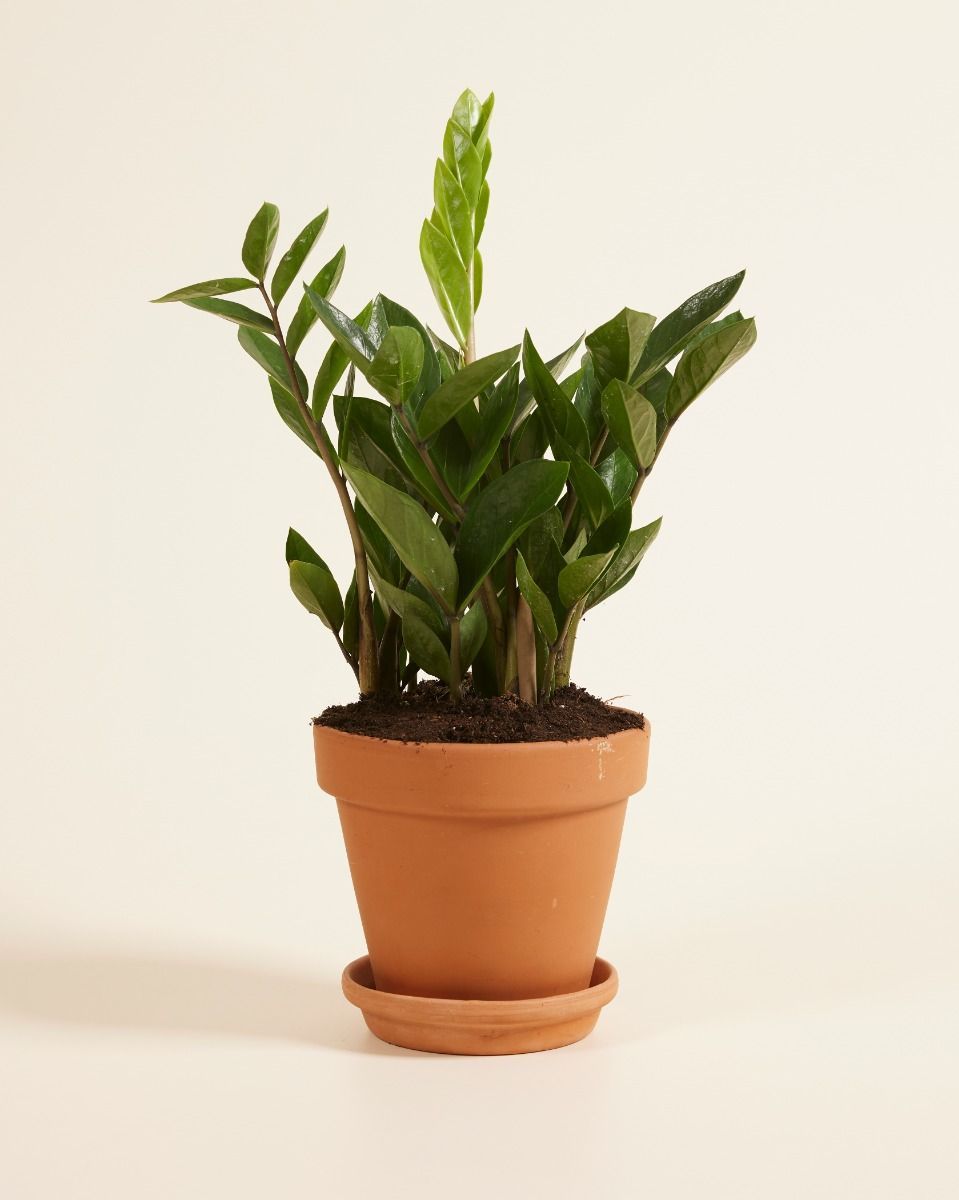Zamioculcas Glücksfeder Zamiifolia