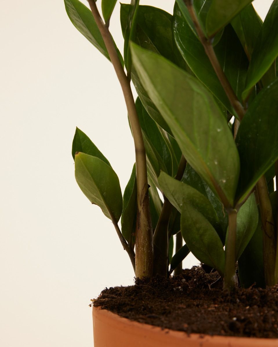 Zamioculcas Glücksfeder Zamiifolia
