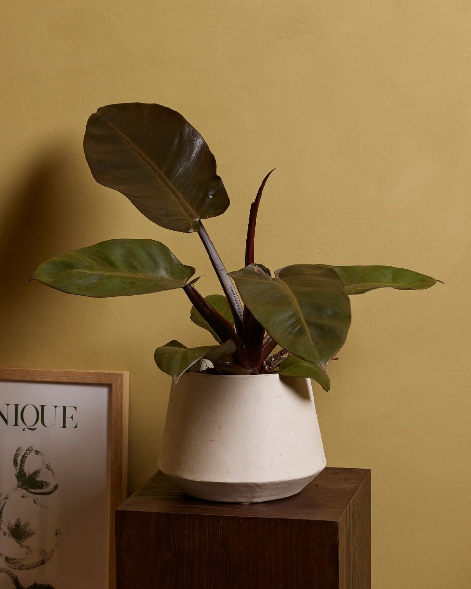 Philodendron Baumfreund Black Cardinal