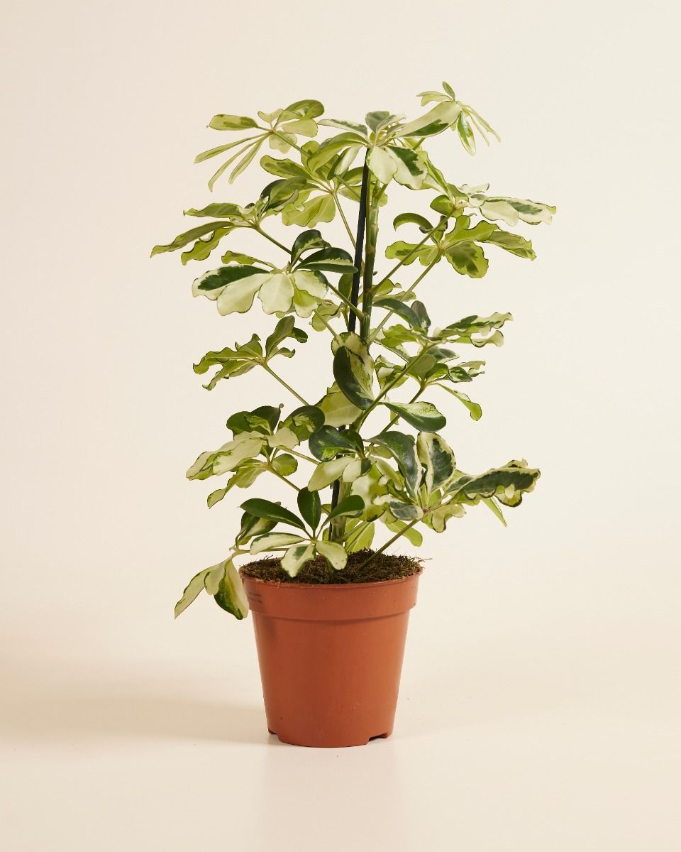 Schefflera Strahlenaralie Charlotte